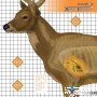 CHAMPION X-RAY TARGET DEER 25"X25" 6-PACK